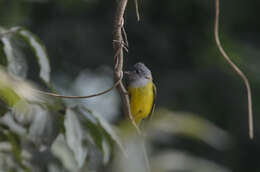 Image of Canary-flycatcher