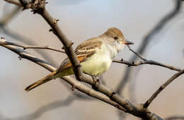 Image of Ash-throated Flycatcher