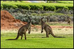 Image of Kangaroo Island Western Grey Kangaroo