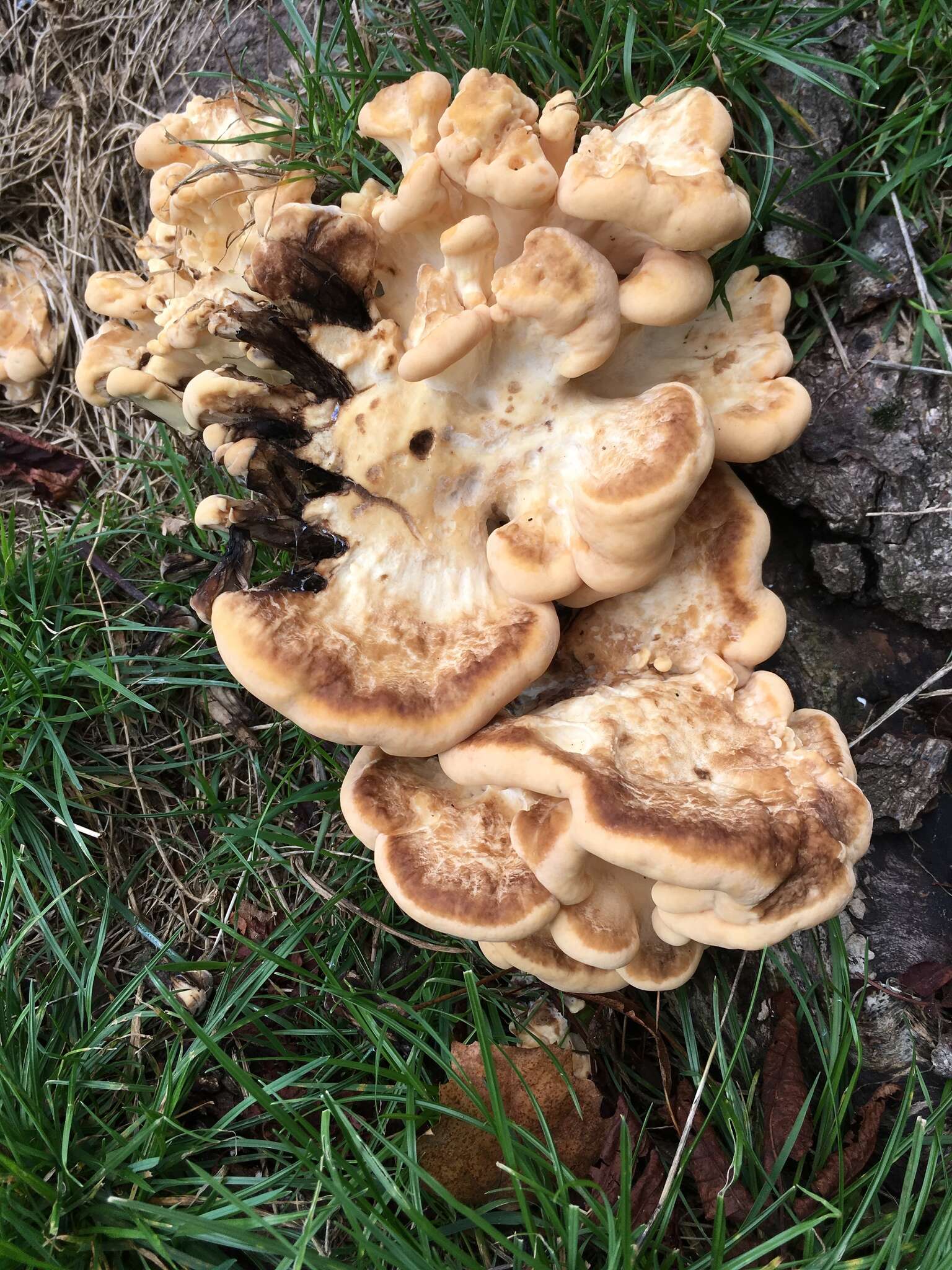 Image de Polypore géant