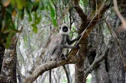 صورة Semnopithecus priam Blyth 1844