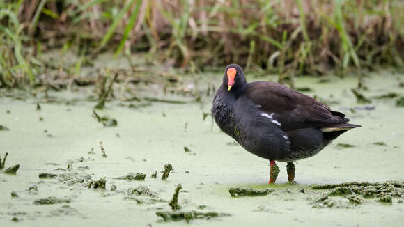 Plancia ëd Gallinula tenebrosa Gould 1846