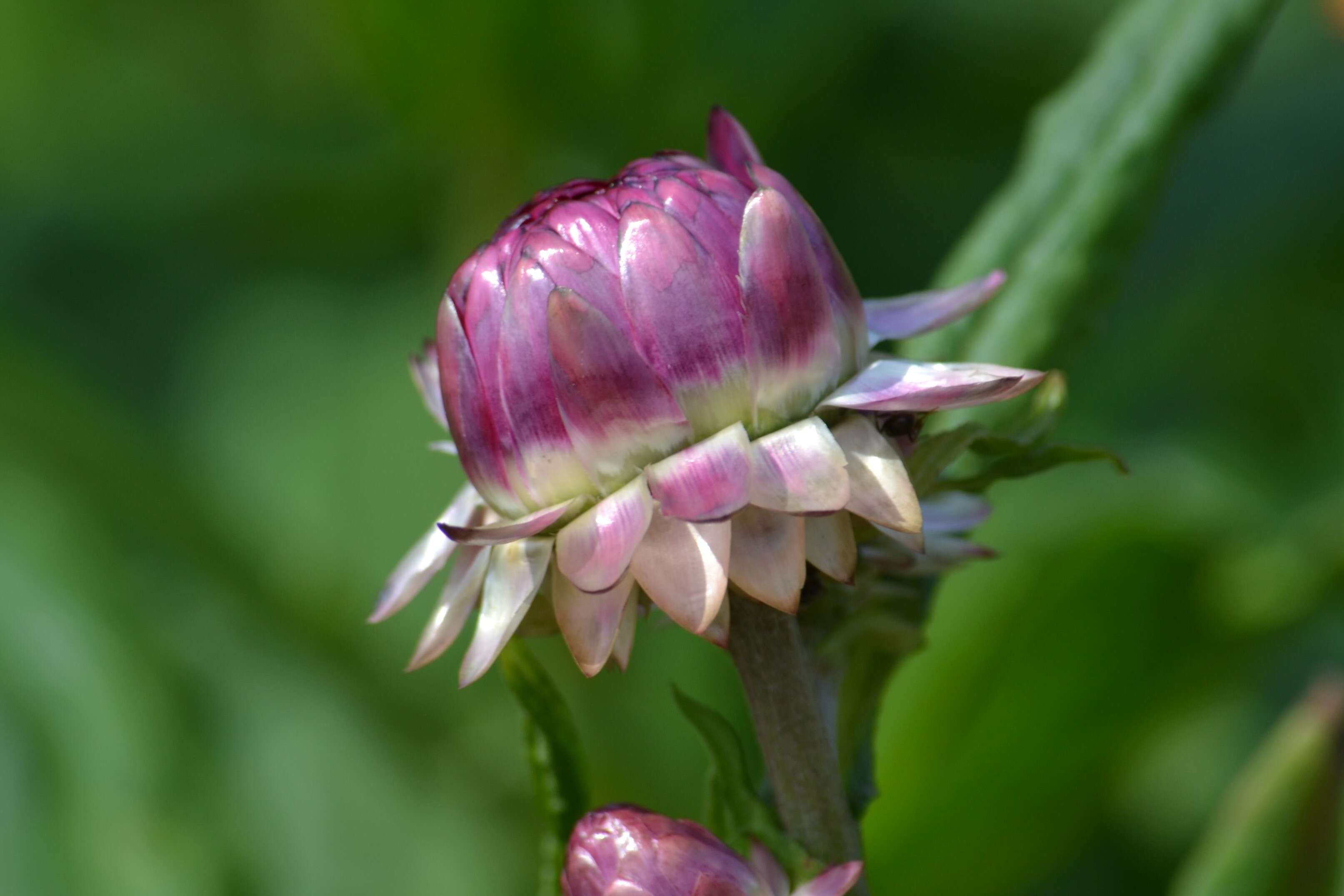 Plancia ëd Xerochrysum bracteatum (Vent.) N. N. Tzvel.