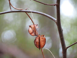 Image of balloon vine