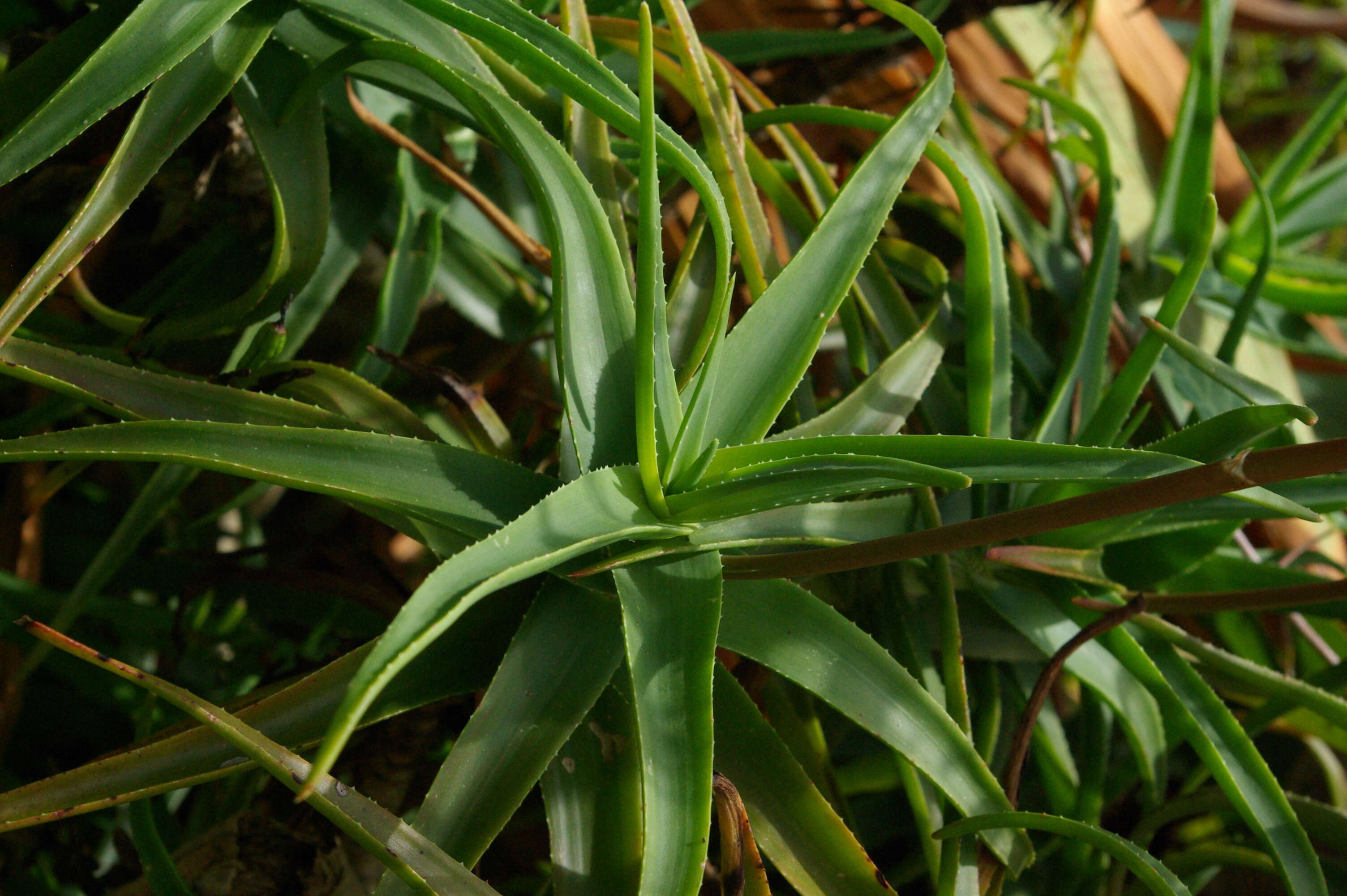 Plancia ëd Aloiampelos striatula (Haw.) Klopper & Gideon F. Sm.