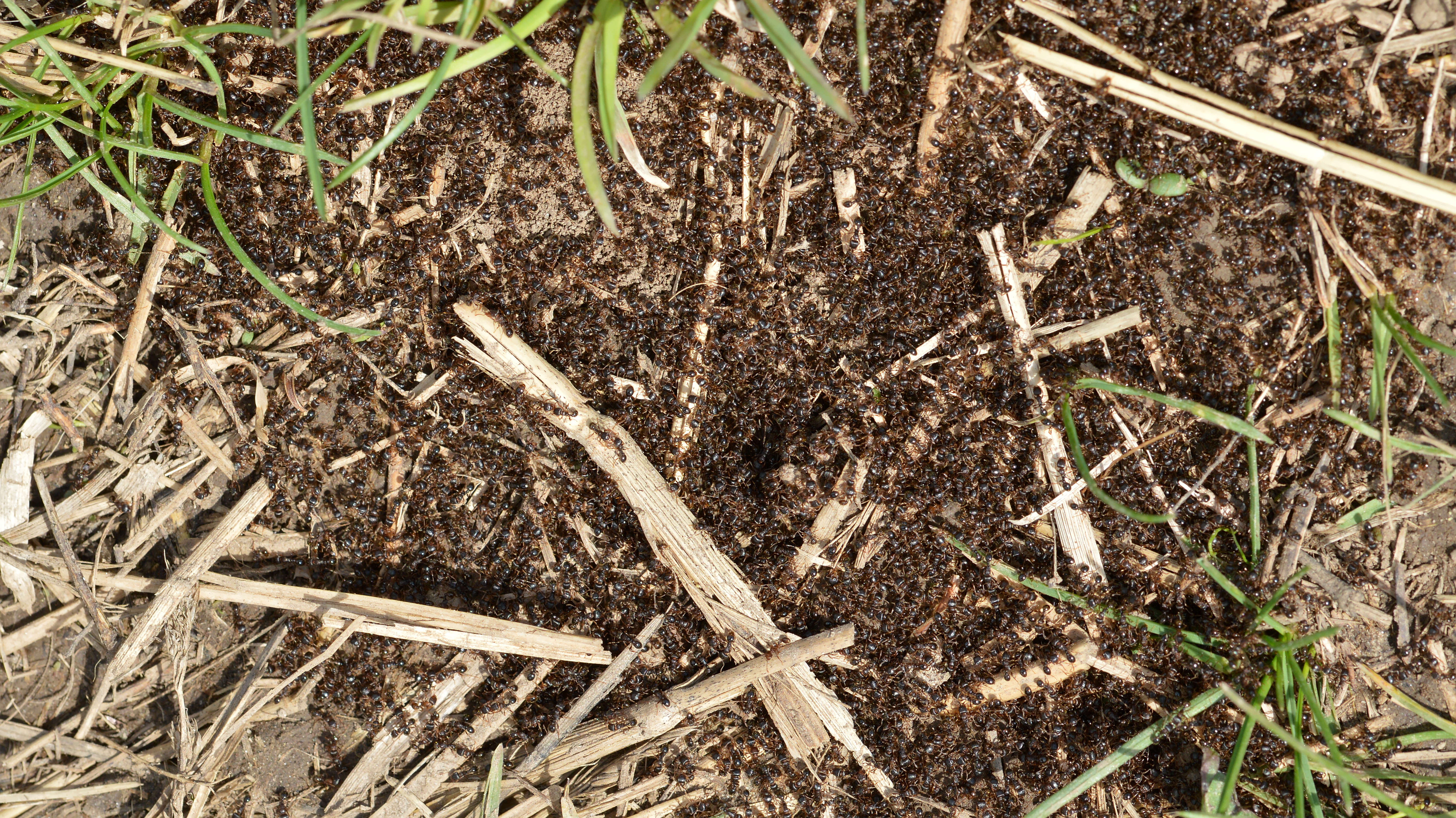 Image of Tetramorium immigrans