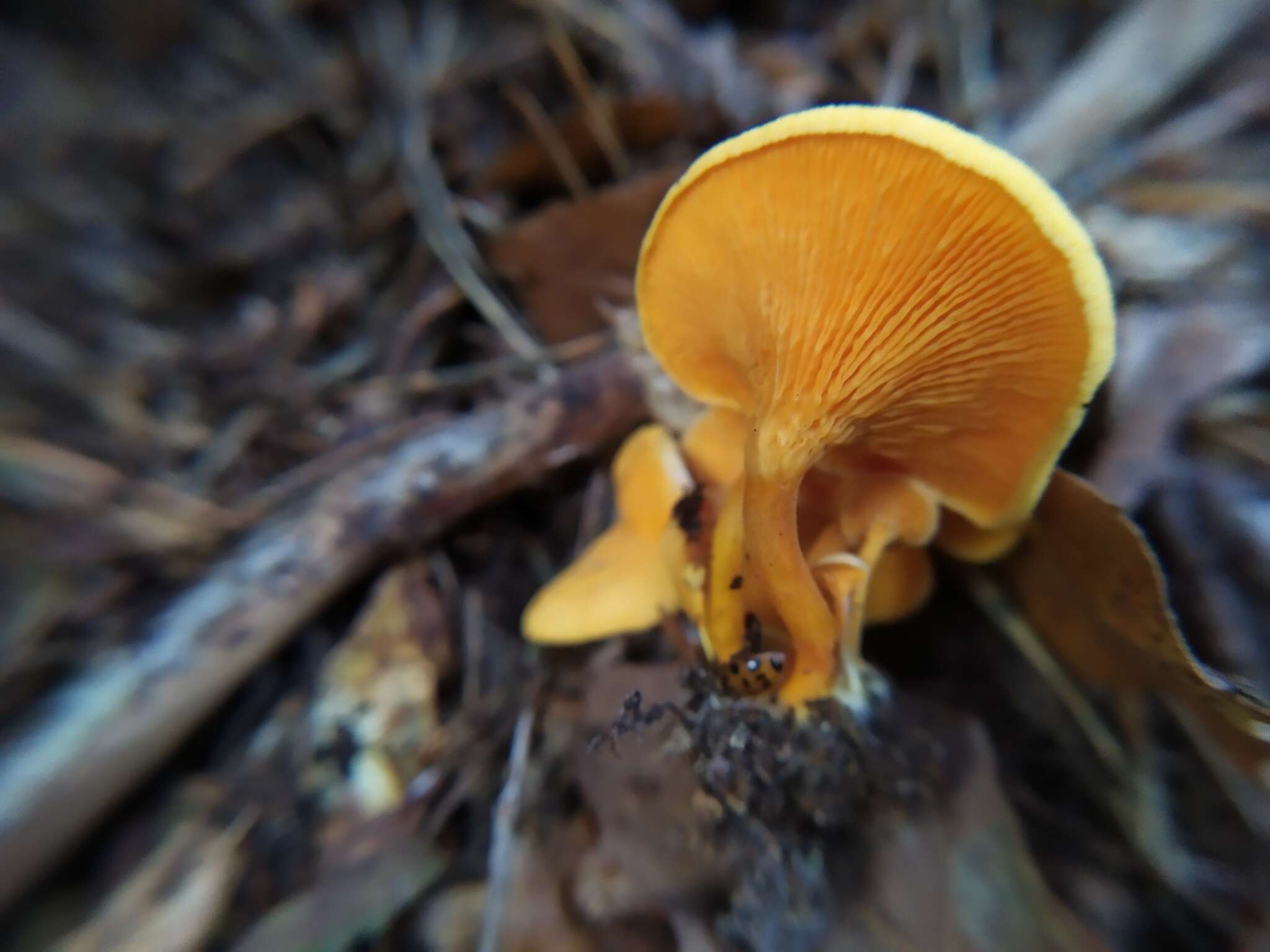 Imagem de Hygrophoropsis aurantiaca (Wulfen) Maire 1921