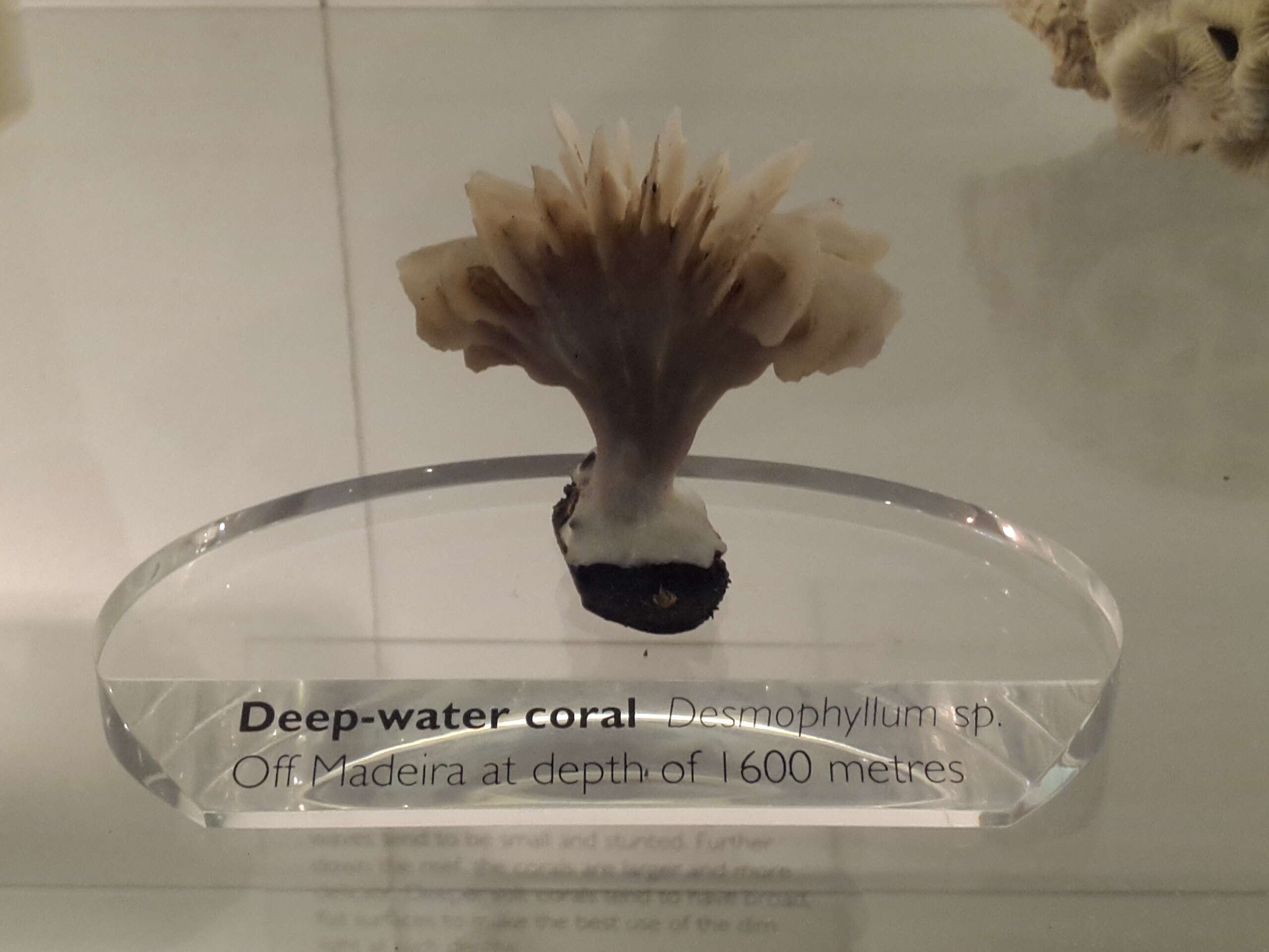 Image of Desmophyllum