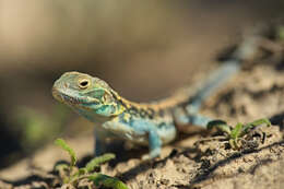 Ctenophorus pictus (Peters 1866) resmi