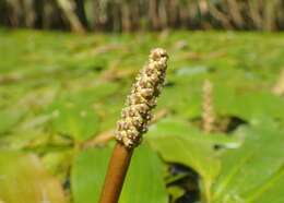 小节眼子菜的圖片