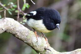 Image of New Zealand Tomtit