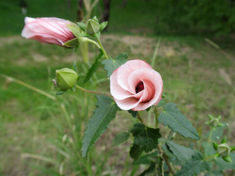 Image of spearleaf swampmallow