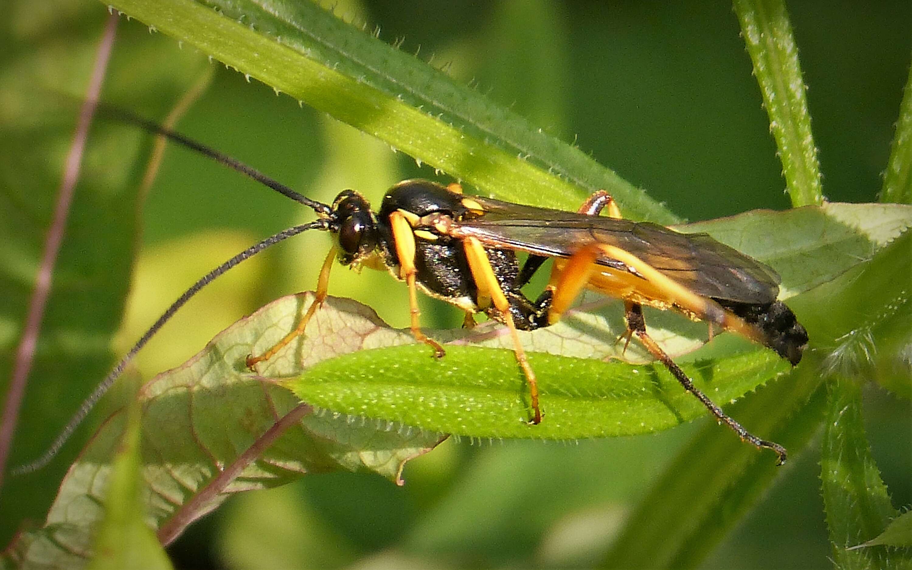 Image of Ichneumon