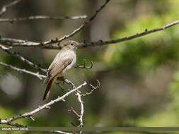 Image of Rusty-tailed Flycatcher