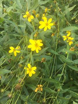 صورة Coreopsis major Walt.