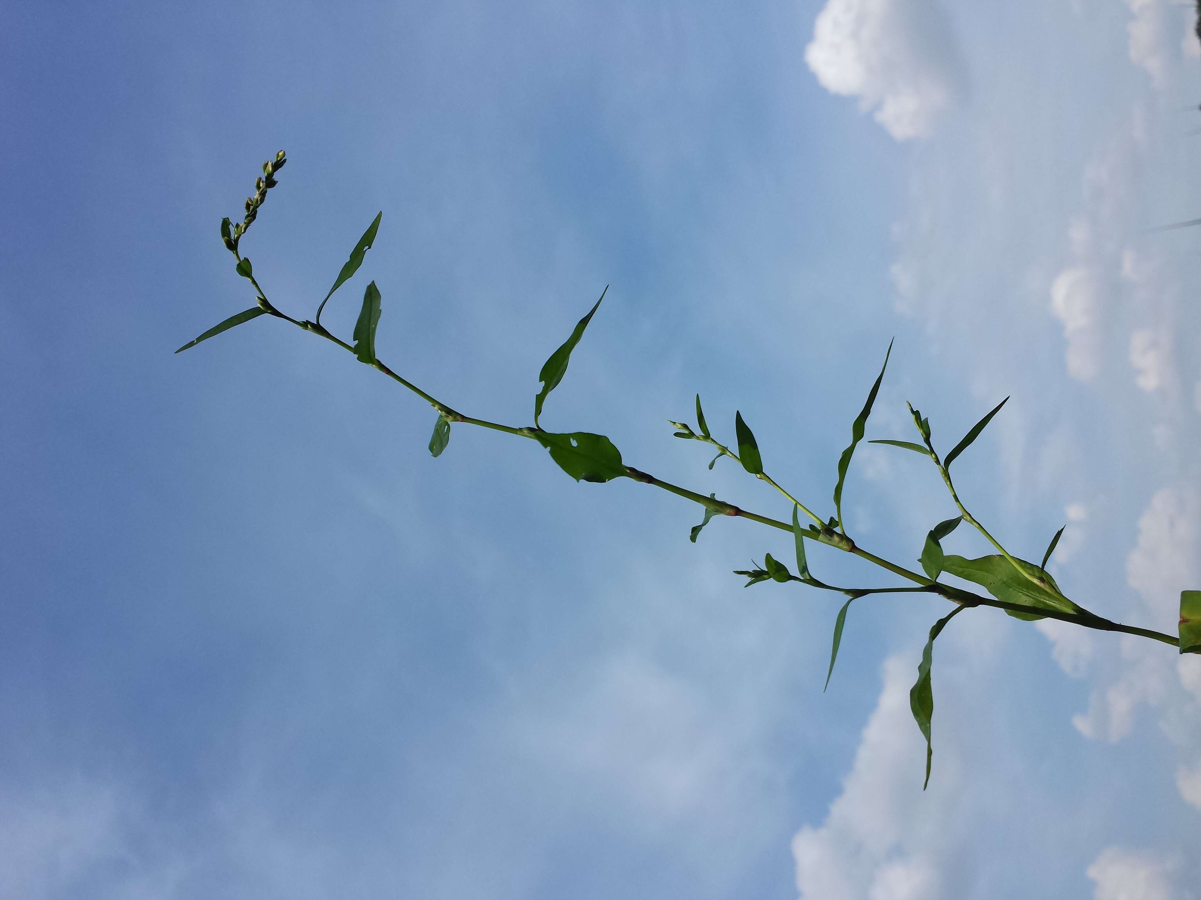 Image of Water-pepper