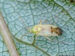 Image of Neolygus contaminatus (Fallen 1807)