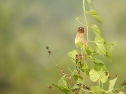 Image of Brown-headed Bunting