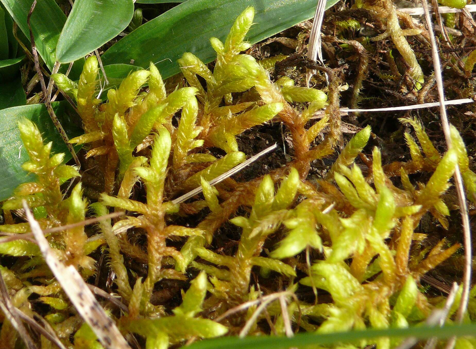 Image of rhytidium moss