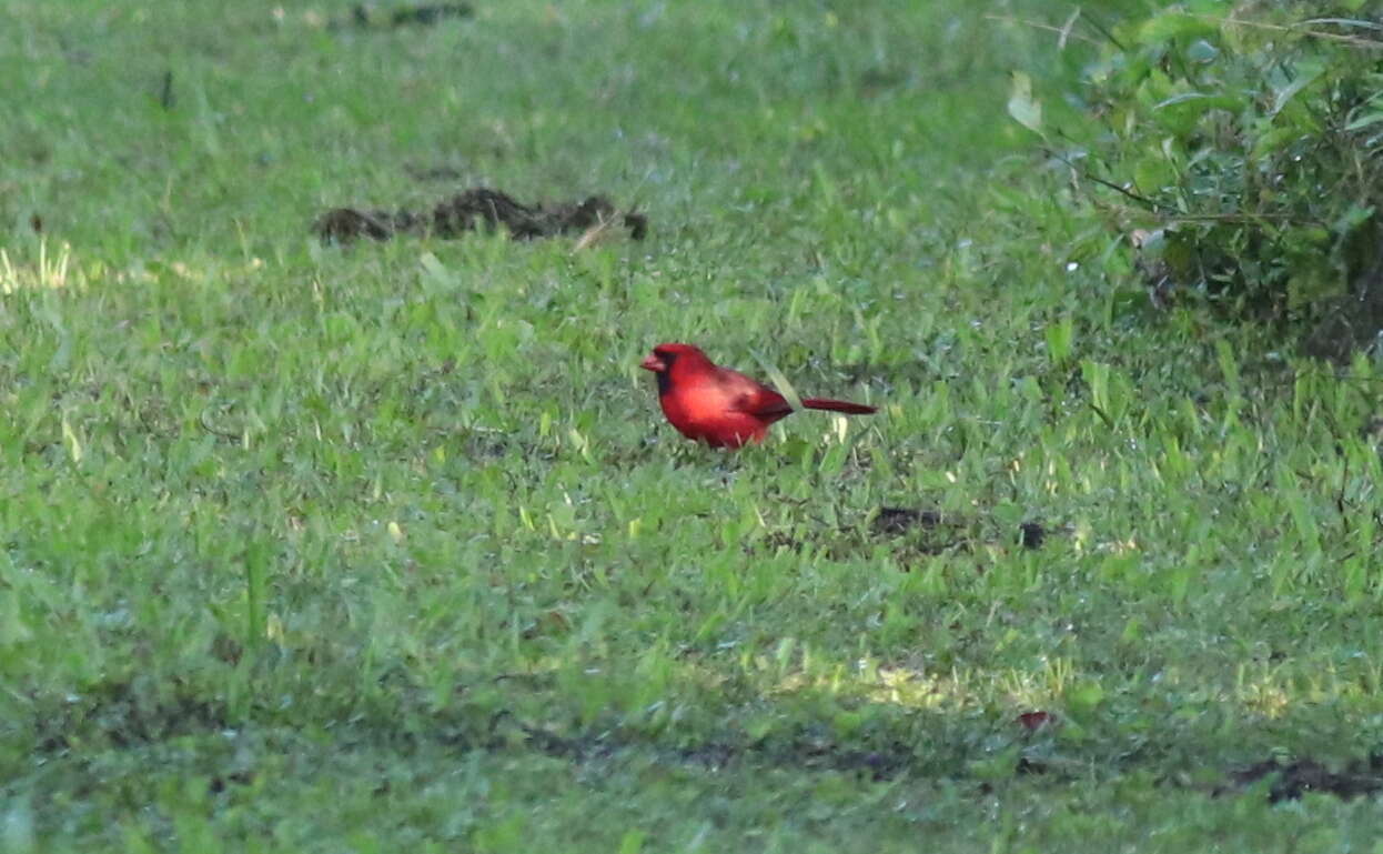 Image of Cardinalis Bonaparte 1838