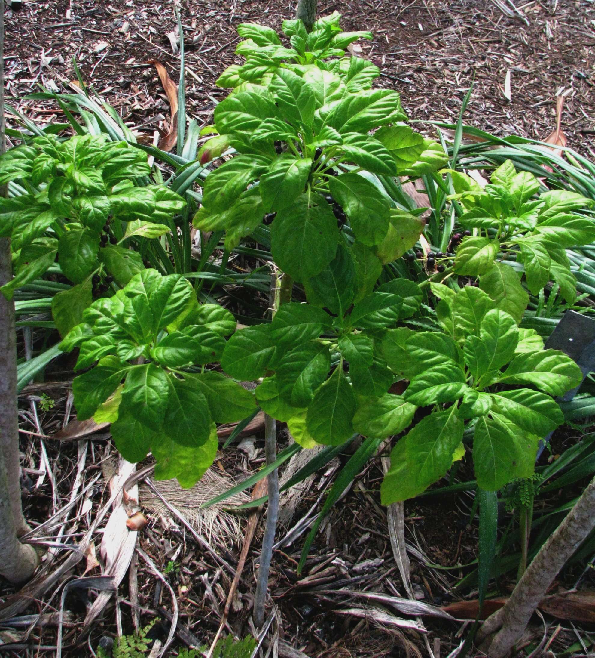 Image of Kauai delissea