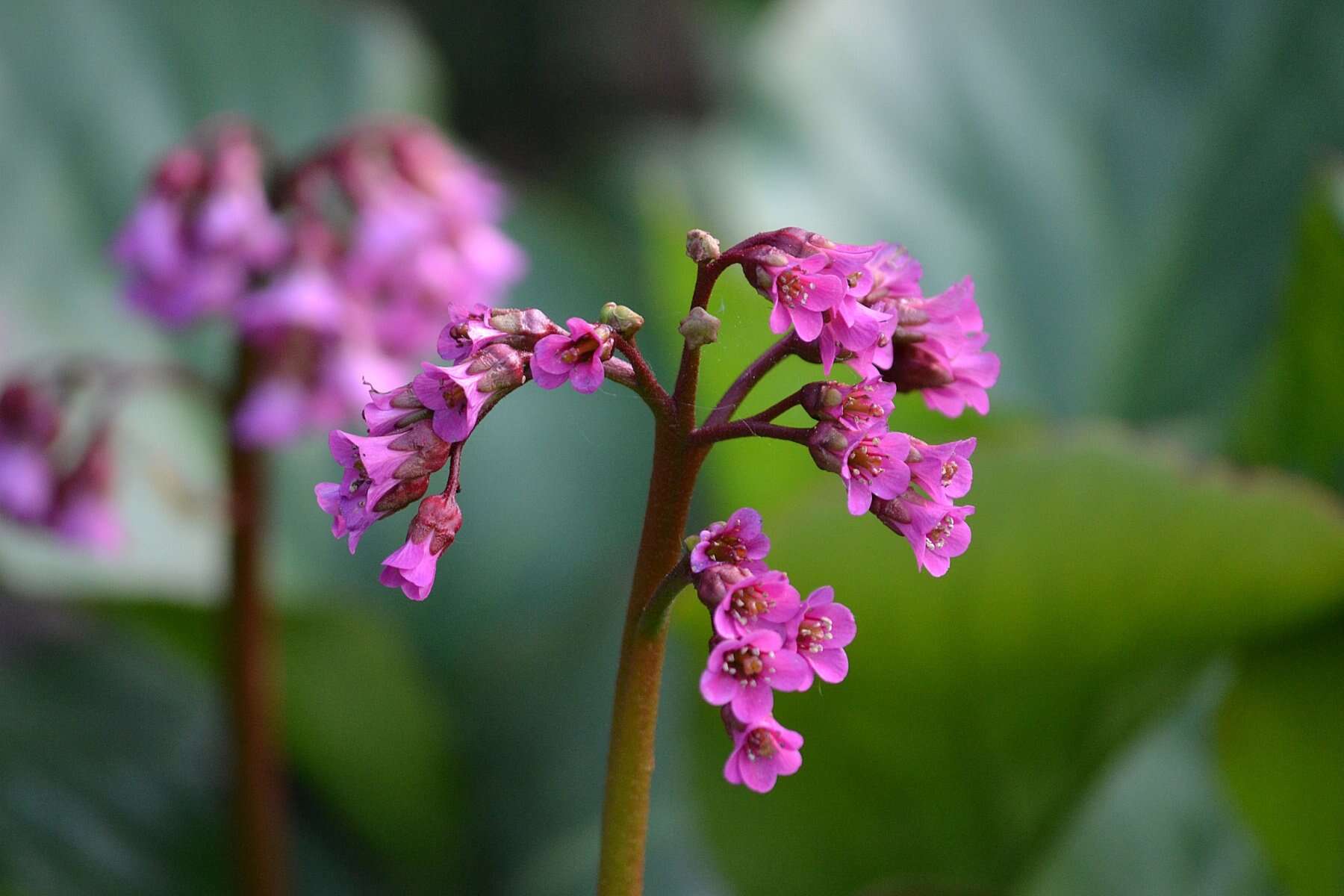 Image of Siberian-tea