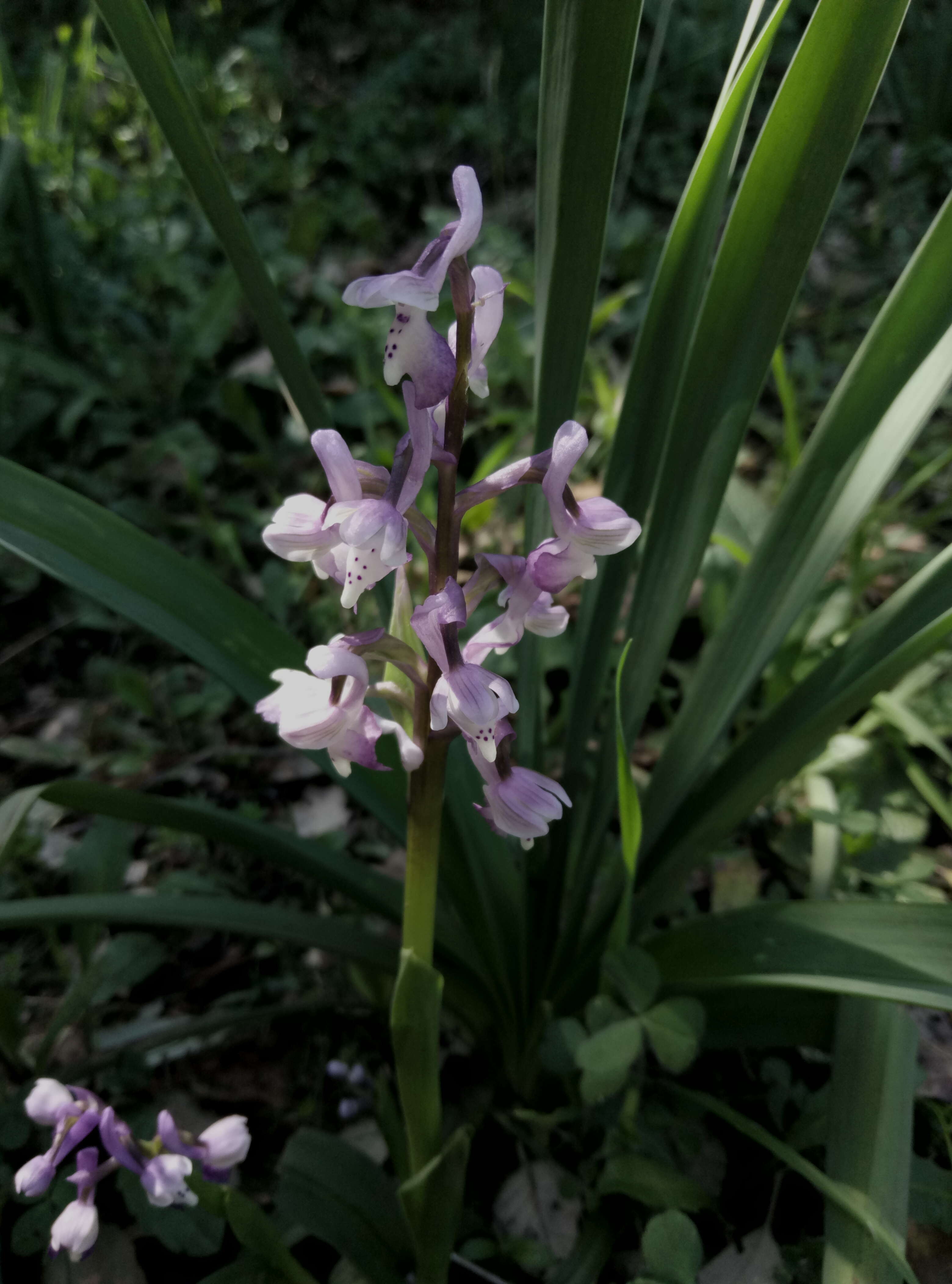 Image of Long-spurred orchid