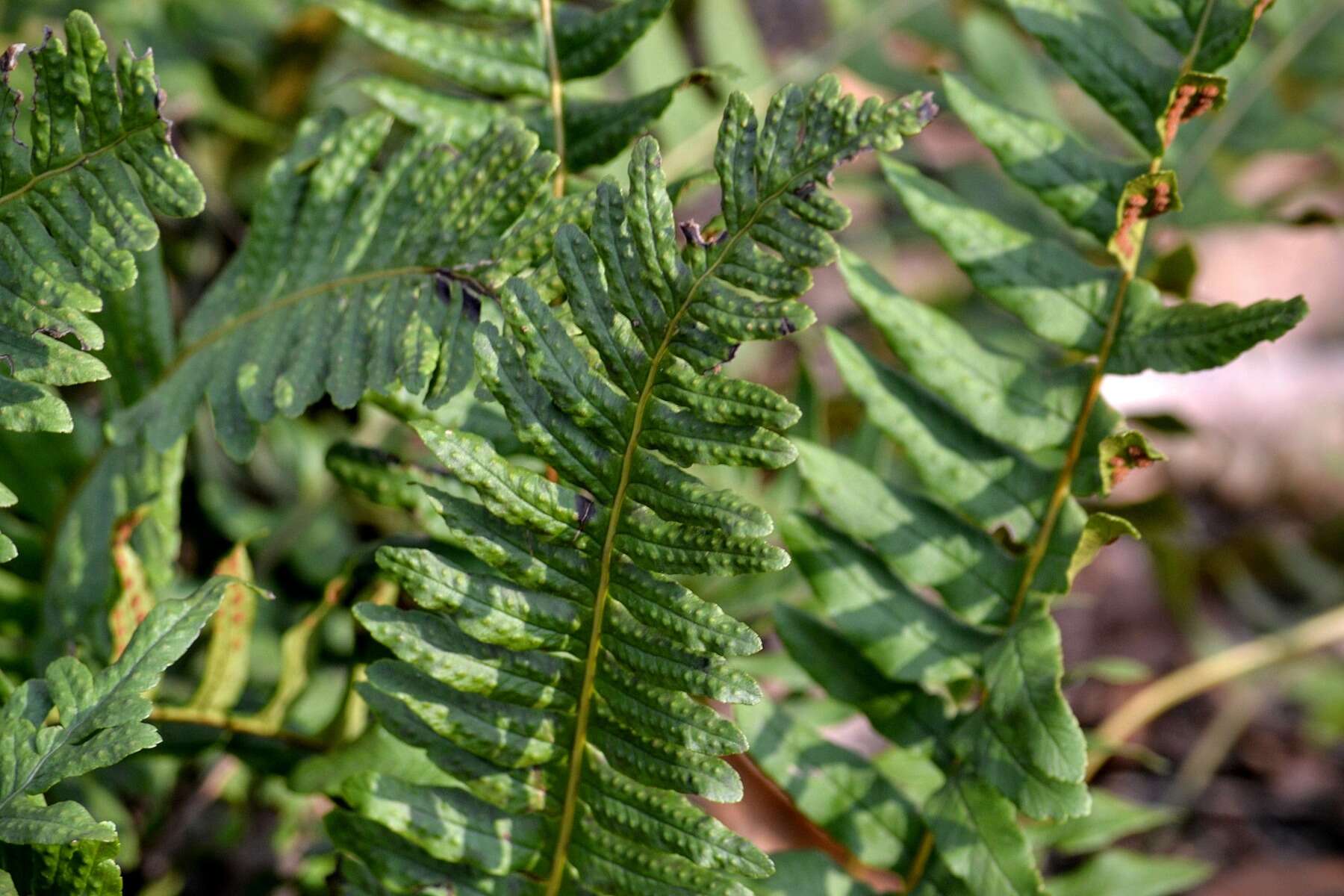 Image of common polypody