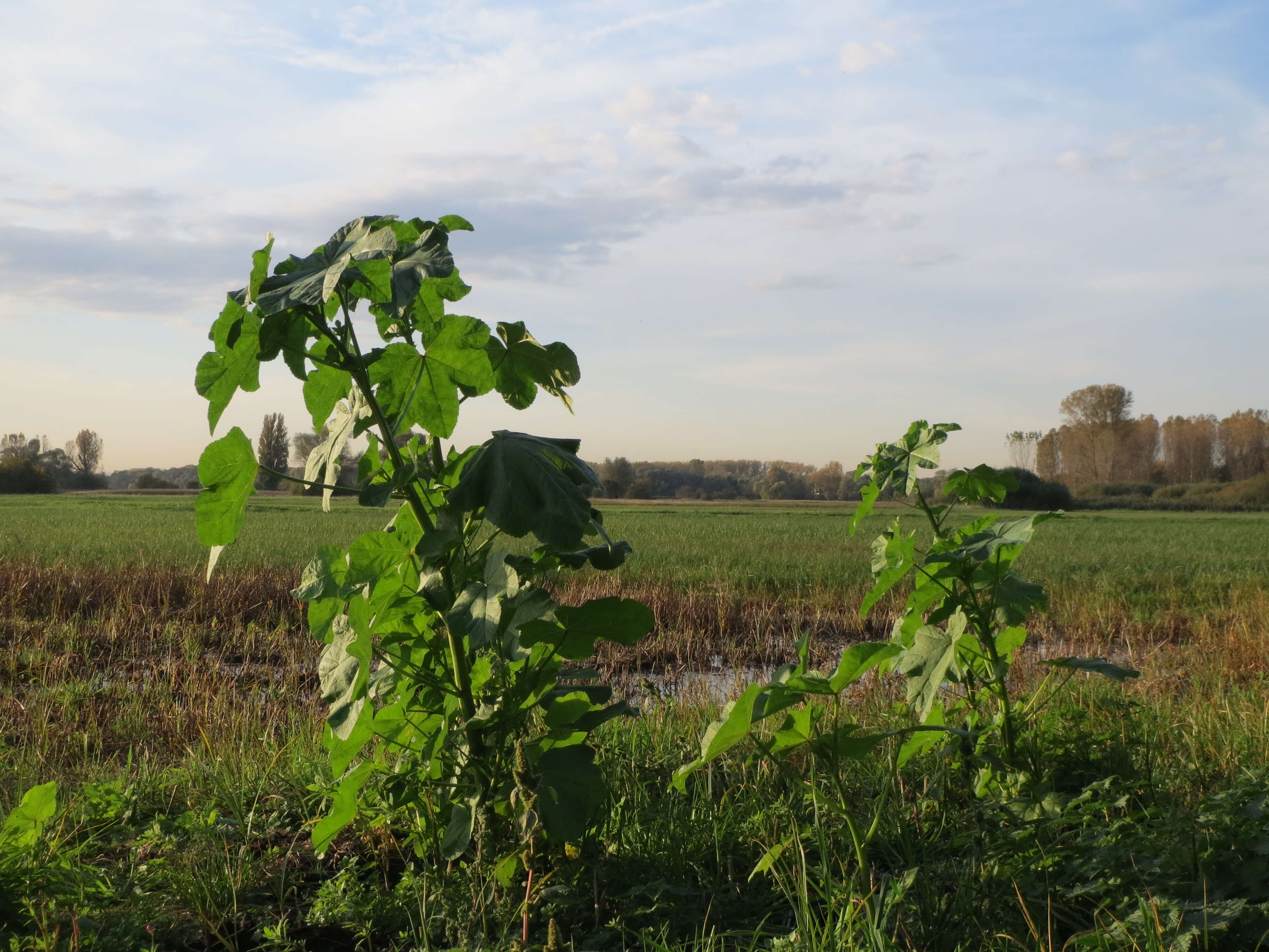 Image of cluster mallow