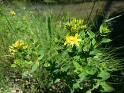 Imagem de Hypericum tetrapterum Fries