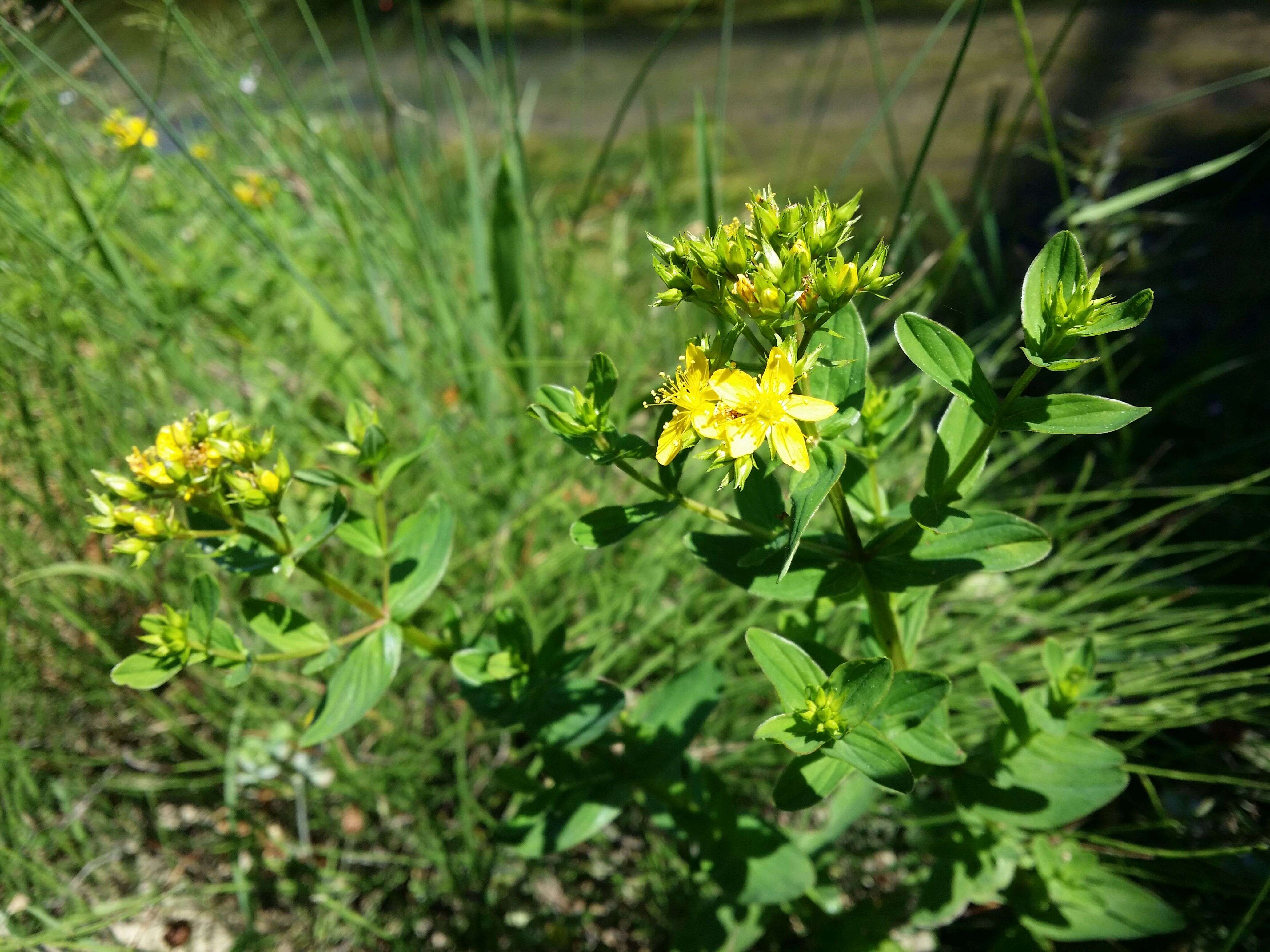 Imagem de Hypericum tetrapterum Fries