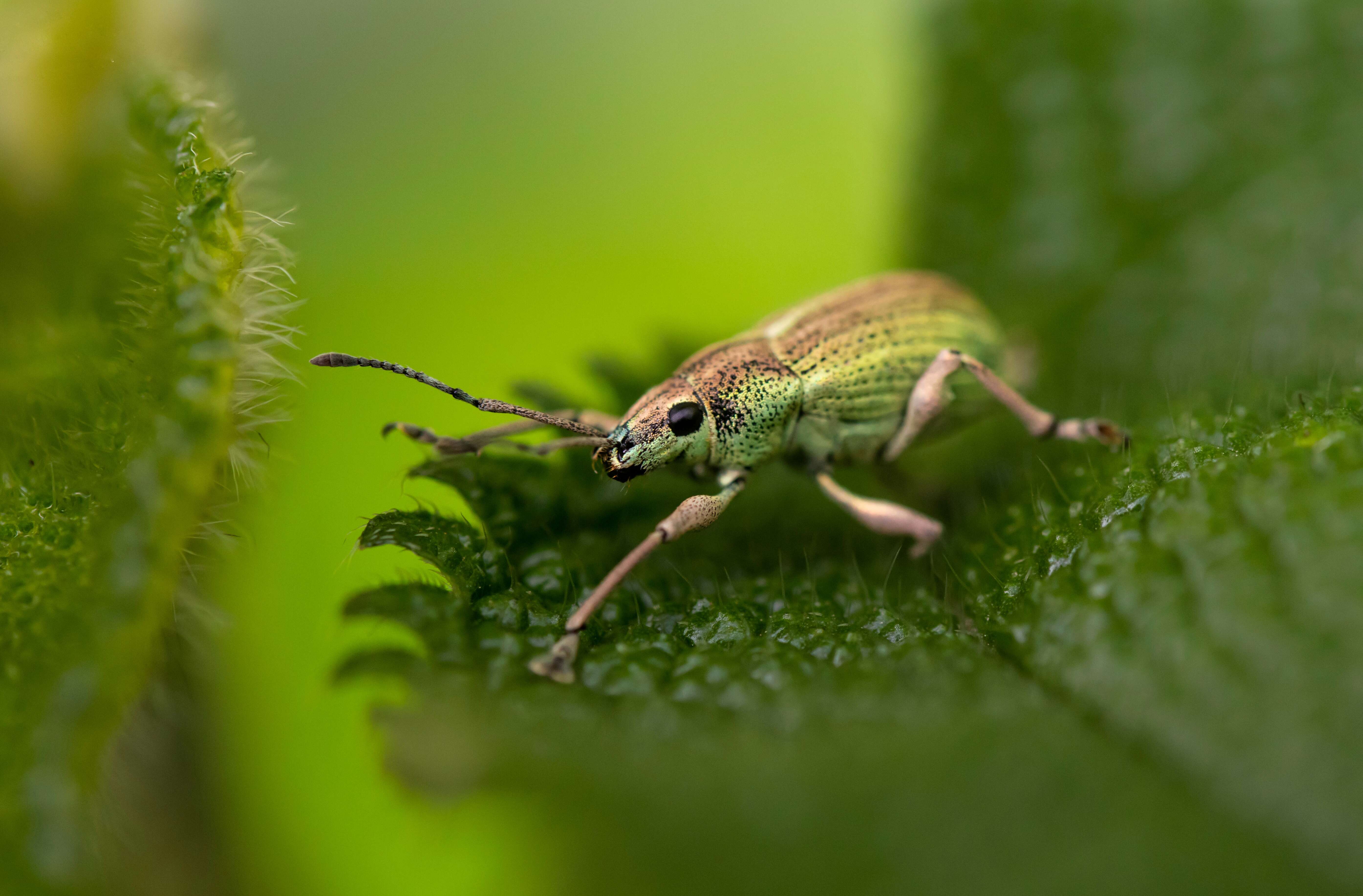 Image of Phyllobius (Dieletus) argentatus Linnaeus 1758