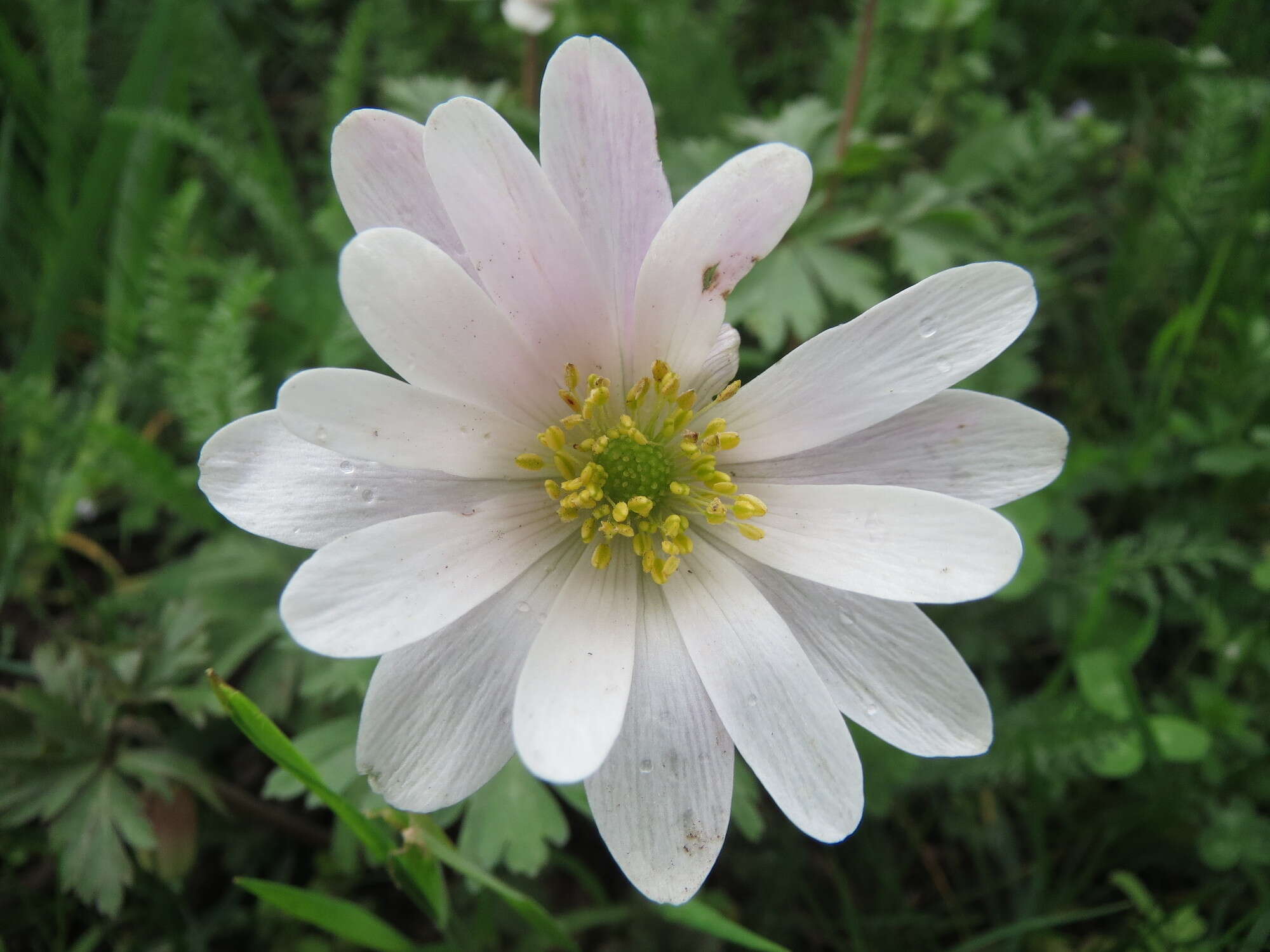 Image of Balkan Anemone