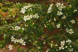 Image de Leptospermum neglectum J. Thompson