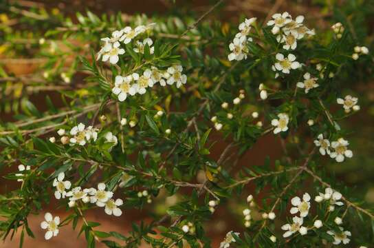 Image de Leptospermum neglectum J. Thompson