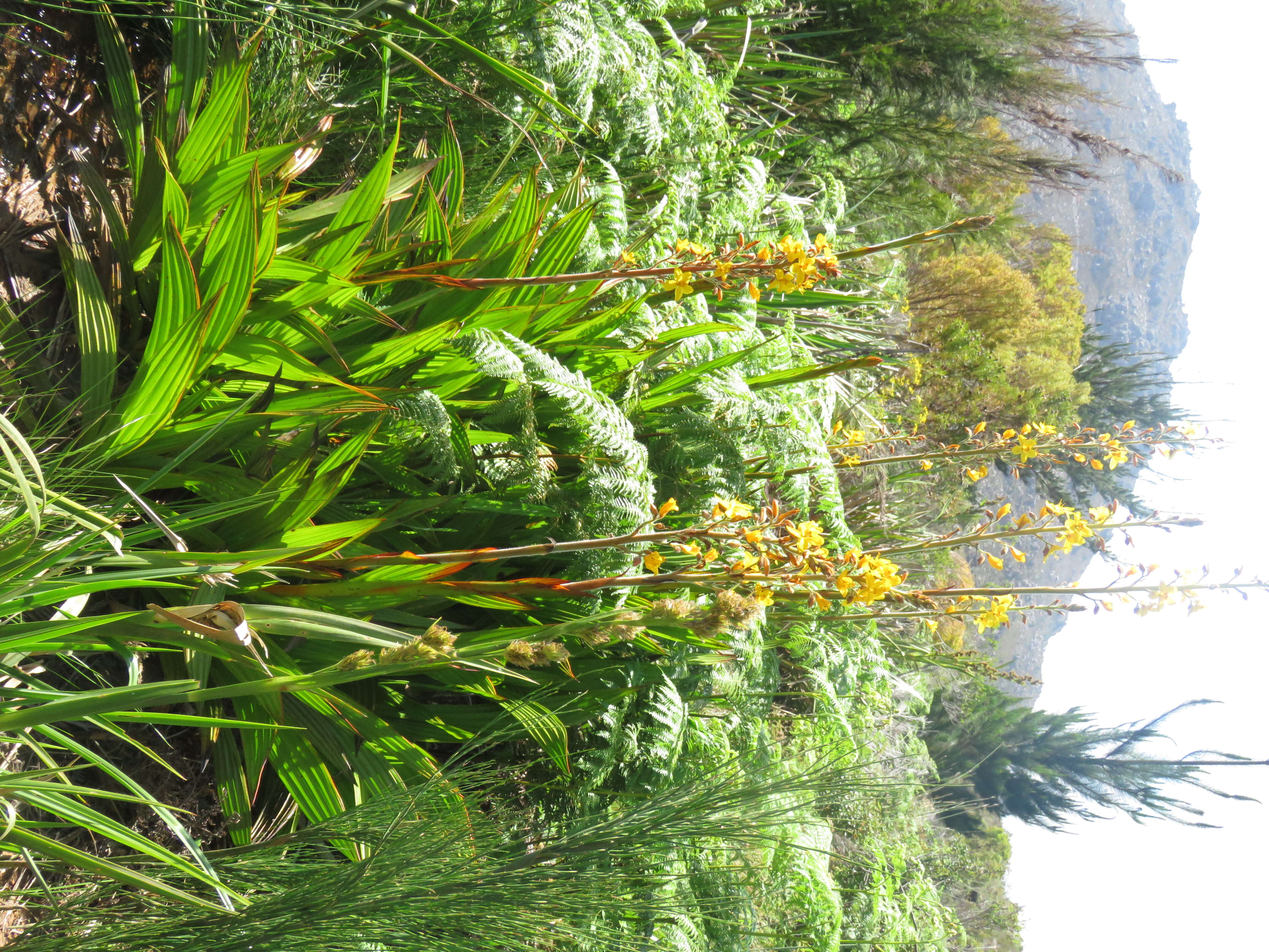 Image of Wachendorfia thyrsiflora Burm.