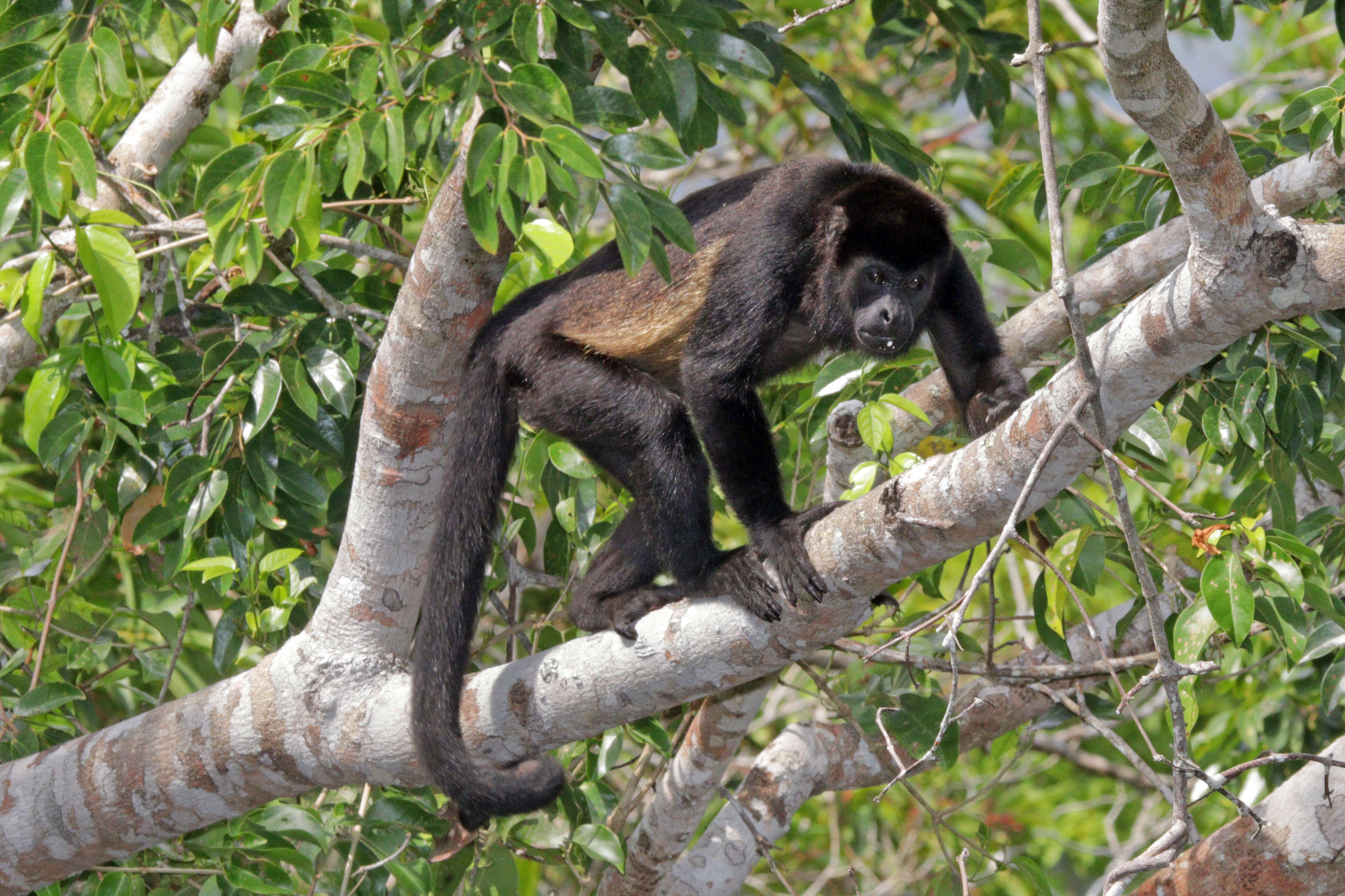 Image of Ecuadorian Mantled Howling Monkey