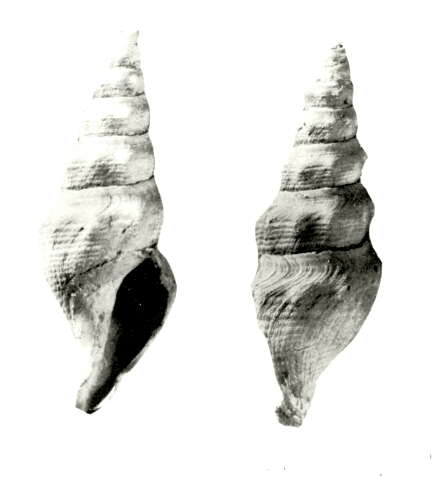 Image of Leucosyrinx fijiensis