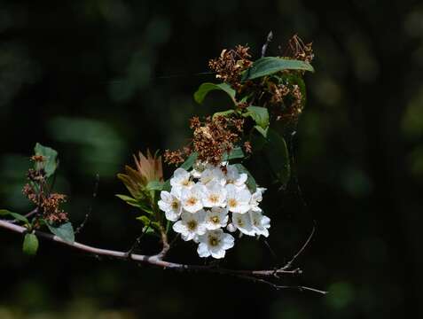 Image of Reeves' meadowsweet