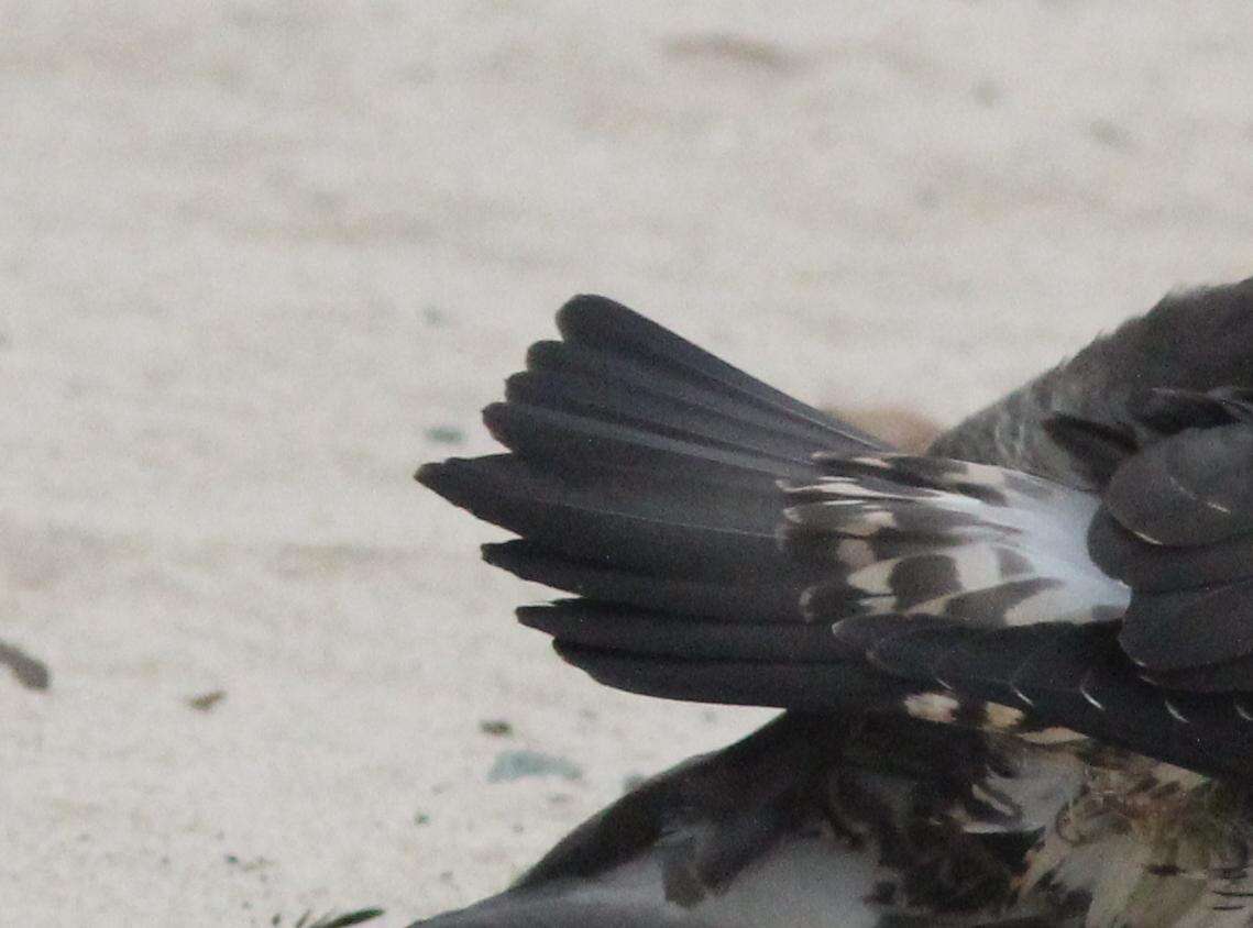 Image of Arctic Skua