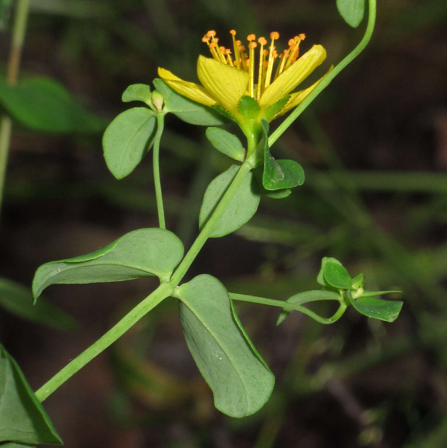 Imagem de Hypericum pulchrum L.