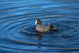 Image of Common Coot