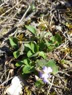 Image of teesdale violet