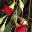 Image of Eucalyptus leucoxylon subsp. petiolaris Boland