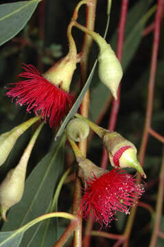 Image de Eucalyptus leucoxylon subsp. petiolaris Boland