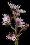 Image of Berkheya purpurea (DC.) Benth. & Hook. fil. ex Mast.