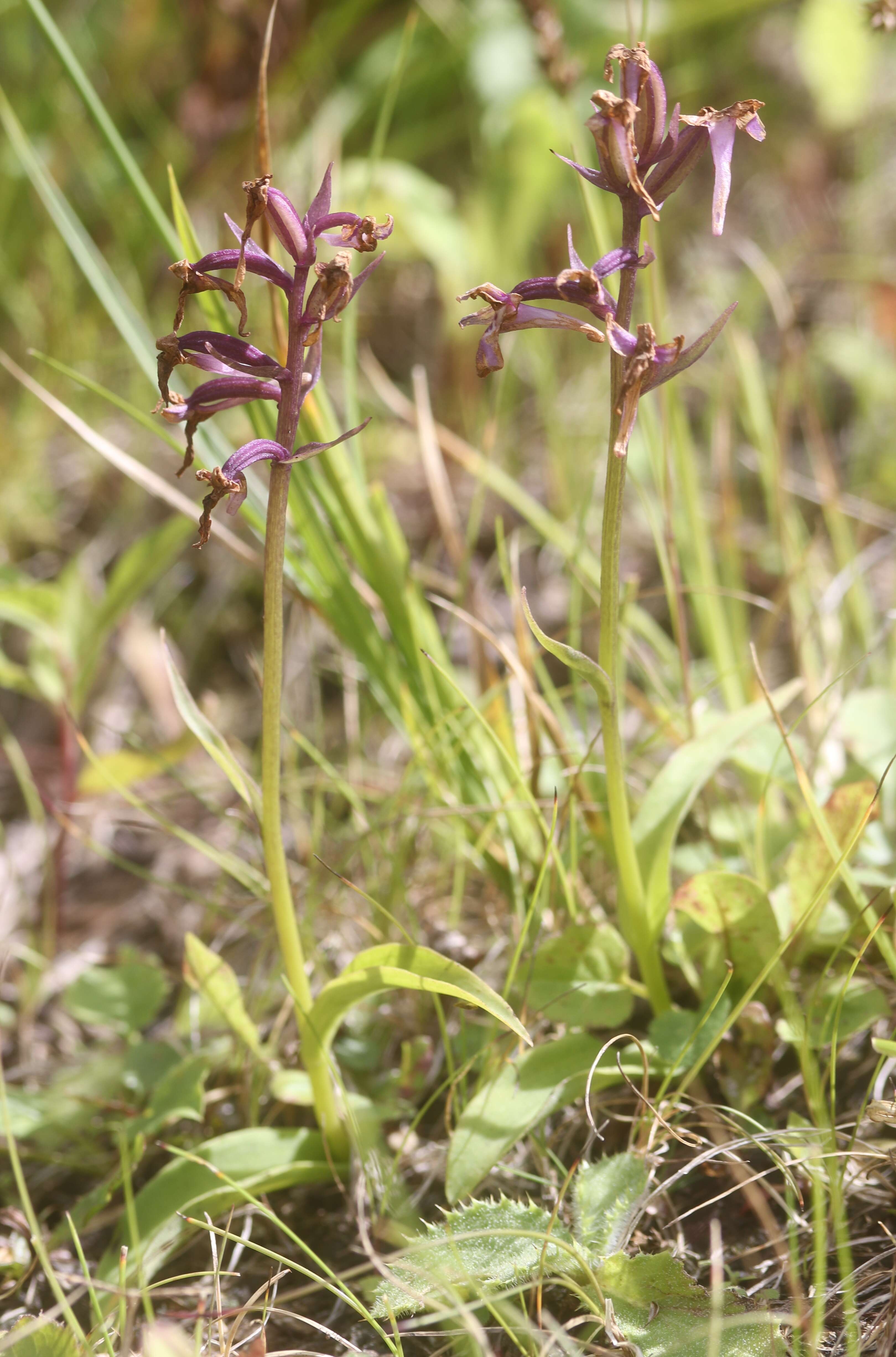 Image of Ponerorchis joo-iokiana (Makino) Nakai