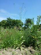 Image of smallflower hawksbeard