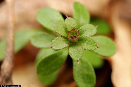 Image of Goosegrass