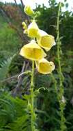 Imagem de Digitalis grandiflora Mill.